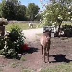 Urlaub Am Auf Dem Ponyhof