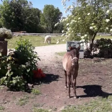 Urlaub Am Auf Dem Ponyhof