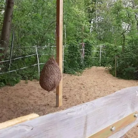 Urlaub Am Auf Dem Ponyhof