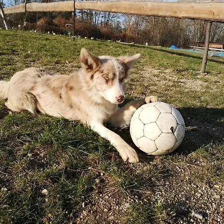 Urlaub Am Auf Dem Ponyhof